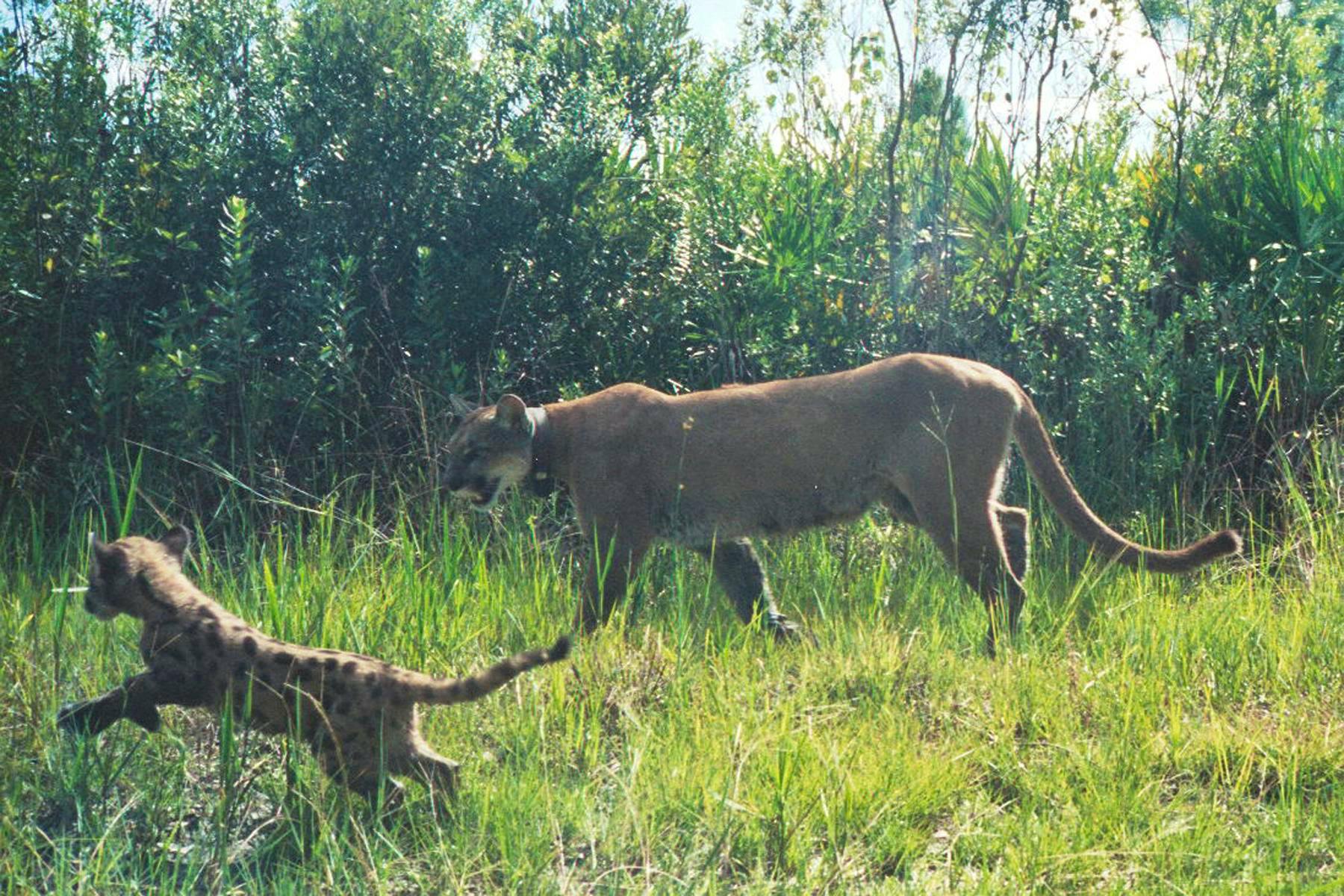 Florida panther with kitten